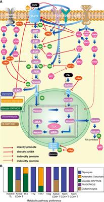 The potential role of T-cell metabolism-related molecules in chronic neuropathic pain after nerve injury: a narrative review
